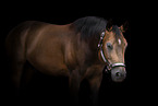 Quarter Horse