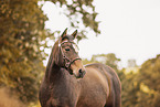 Quarter Horse