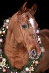 Quarter Horse