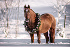 Quarter Horse