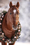 Quarter Horse