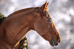 Quarter Horse