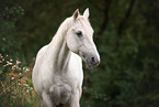 Quarter Horse