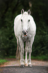 Quarter Horse