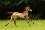 Quarter Horse