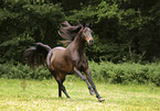 Quarter Horse