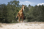 Quarter Horse