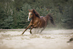 Quarter Horse