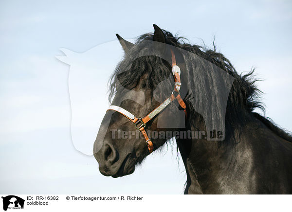 Rheinisch Deutsches Kaltblut / coldblood / RR-16382