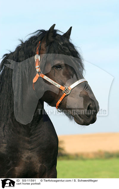 Rheinisch Deutsches Kaltblut Portrait / cart horse portrait / SS-11591