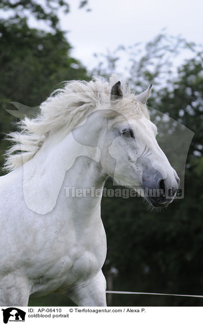 coldblood portrait / AP-06410