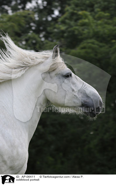 coldblood portrait / AP-06411