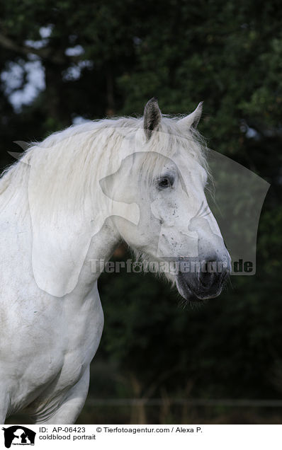 coldblood portrait / AP-06423