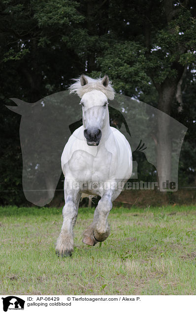 galloping coldblood / AP-06429