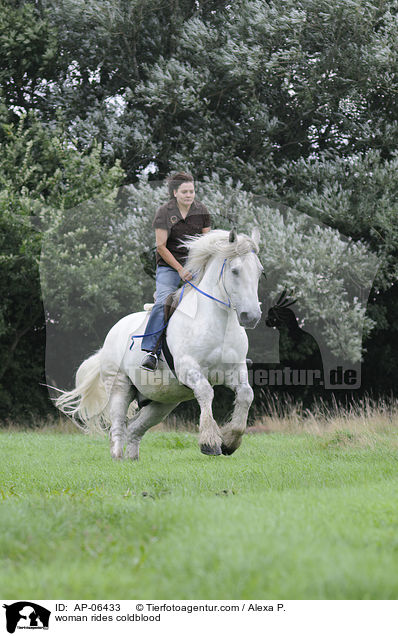 Frau reitet Rheinisch Deutsches Kaltblut / woman rides coldblood / AP-06433