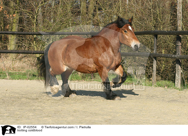 trotting coldblood / IP-02554