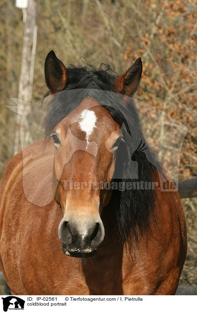 coldblood portrait / IP-02561