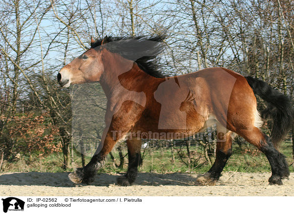 galloping coldblood / IP-02562