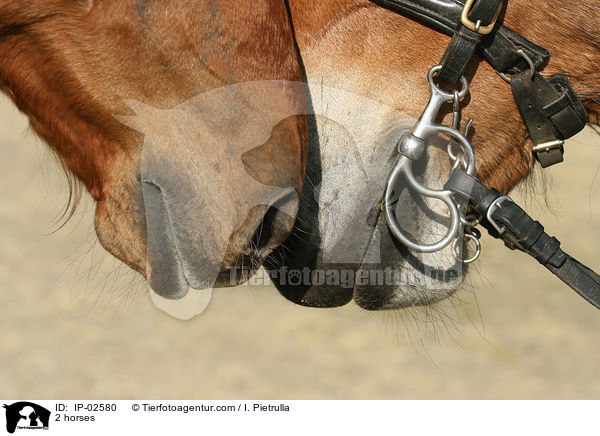 2 Pferde / 2 horses / IP-02580