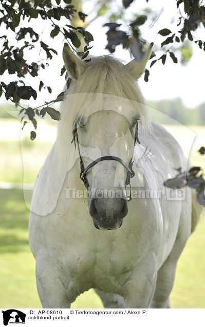 coldblood portrait / AP-08610