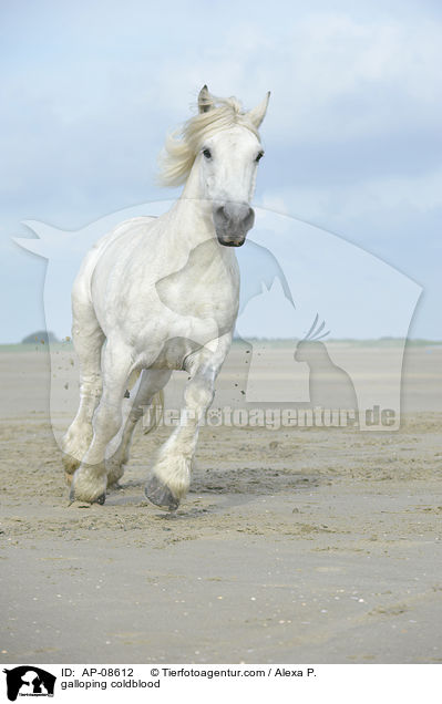 galoppierendes Rheinisch Deutsches Kaltblut / galloping coldblood / AP-08612