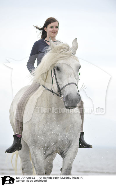 Frau reitet Rheinisch Deutsches Kaltblut / woman rides coldblood / AP-08632