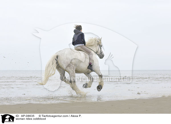 Frau reitet Rheinisch Deutsches Kaltblut / woman rides coldblood / AP-08635