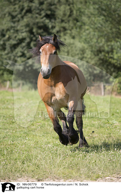 galloping cart horse / NN-06779