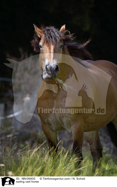 fressendes Rheinisch Deutsches Kaltblut / eating cart horse / NN-06800