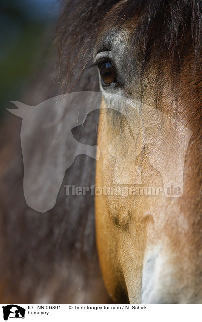 horseyey / NN-06801