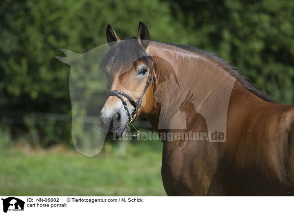 Rheinisch Deutsches Kaltblut Portrait / cart horse portrait / NN-06802