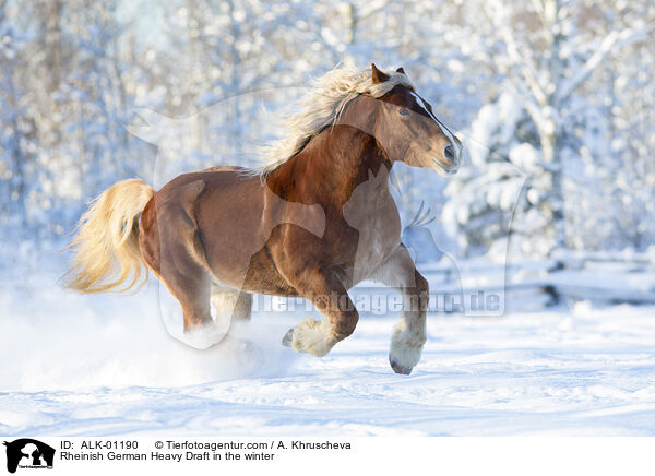 Rheinish German Heavy Draft in the winter / ALK-01190