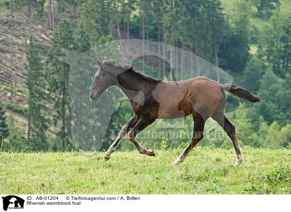 Rhenish warmblood foal / AB-01204