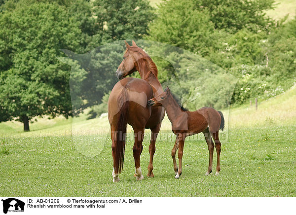 Rhenish warmblood mare with foal / AB-01209