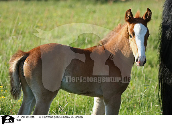 foal / AB-01395