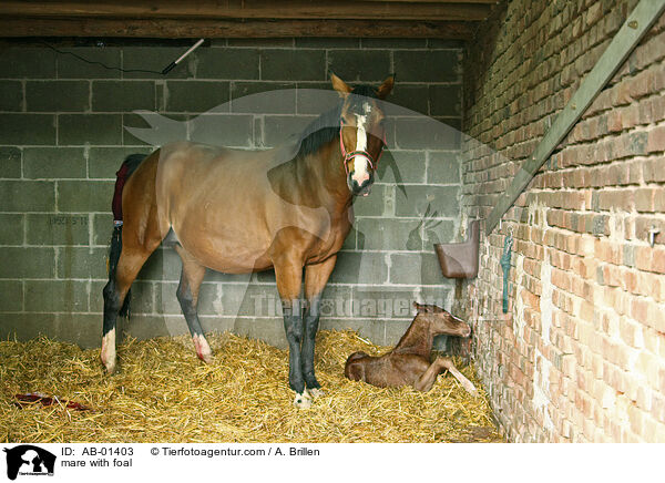 Stute mit Fohlen / mare with foal / AB-01403