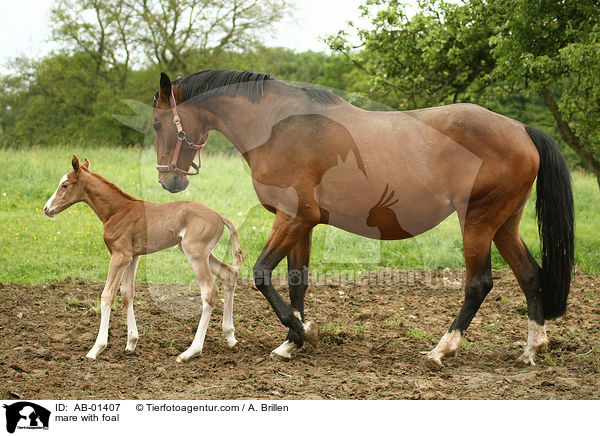 mare with foal / AB-01407