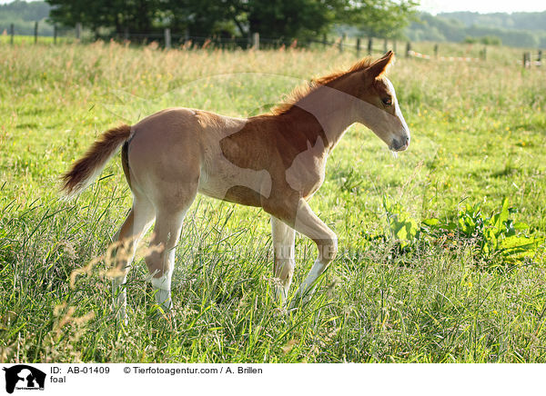 foal / AB-01409