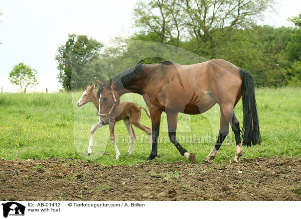 mare with foal / AB-01413