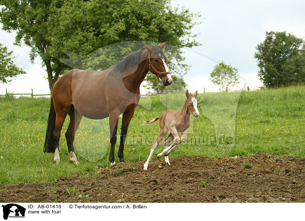 mare with foal / AB-01416