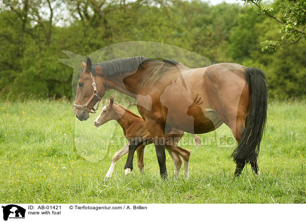 mare with foal / AB-01421