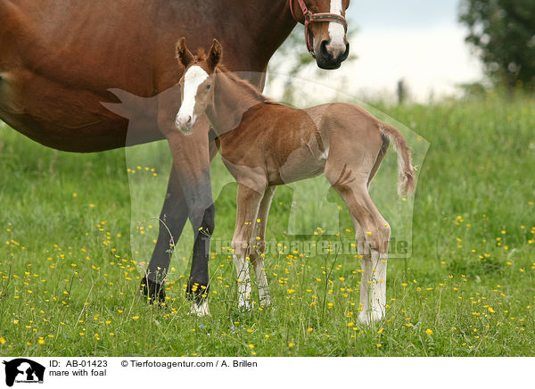mare with foal / AB-01423