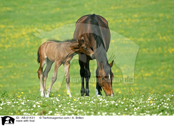 mare with foal / AB-01431