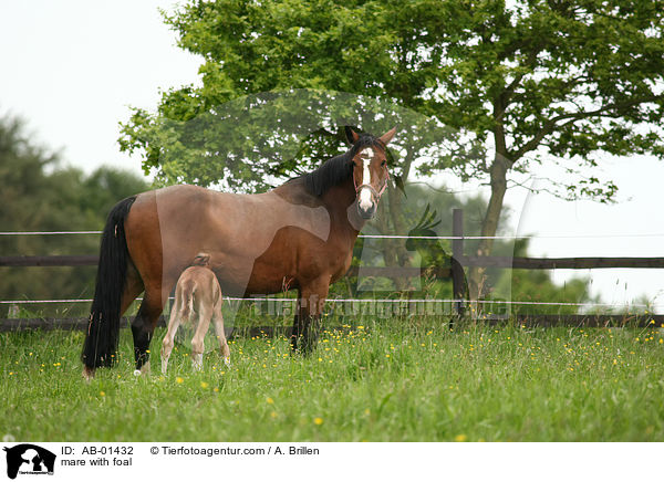 mare with foal / AB-01432