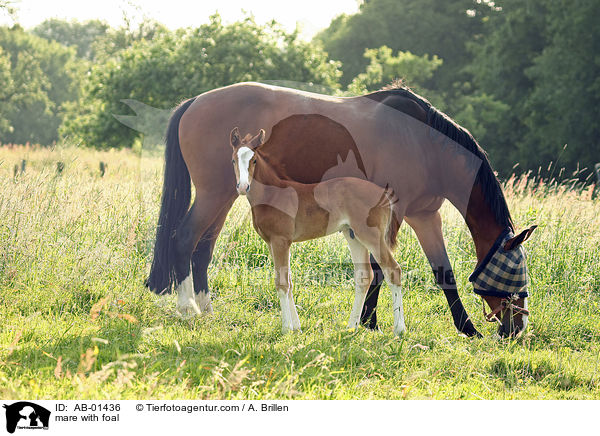 mare with foal / AB-01436
