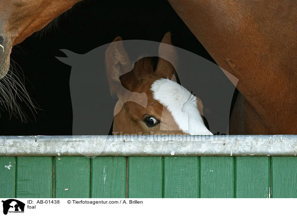foal / AB-01438