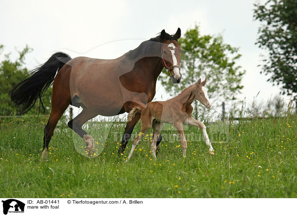 mare with foal / AB-01441