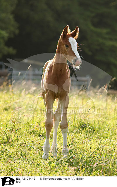 foal / AB-01442