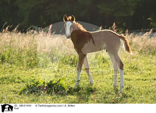 foal / AB-01444