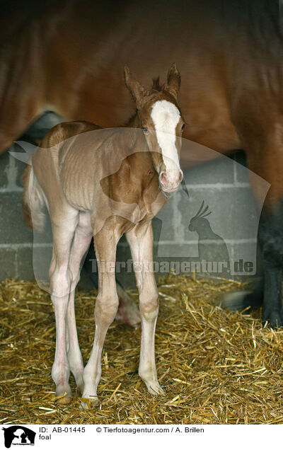 foal / AB-01445